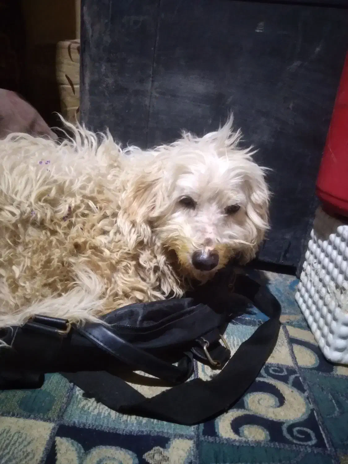 سگ ترییر|سگ|آبادان, |دیوار