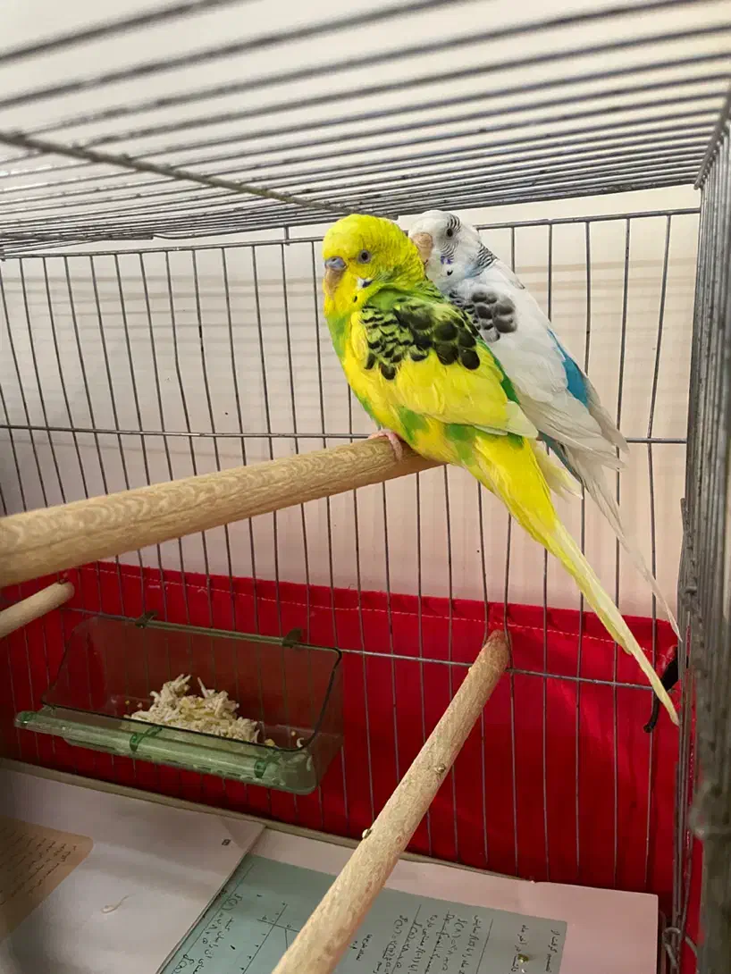 مرغ عشق جفت با جوجه ۸ماهه رام|پرنده|پردیس, فاز ۱|دیوار