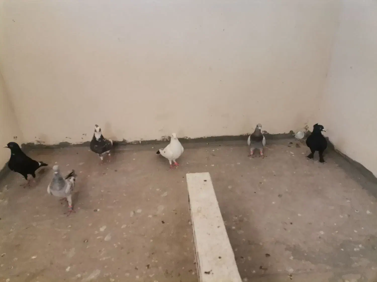 6عدد همه باهمن|پرنده|کرمان, |دیوار