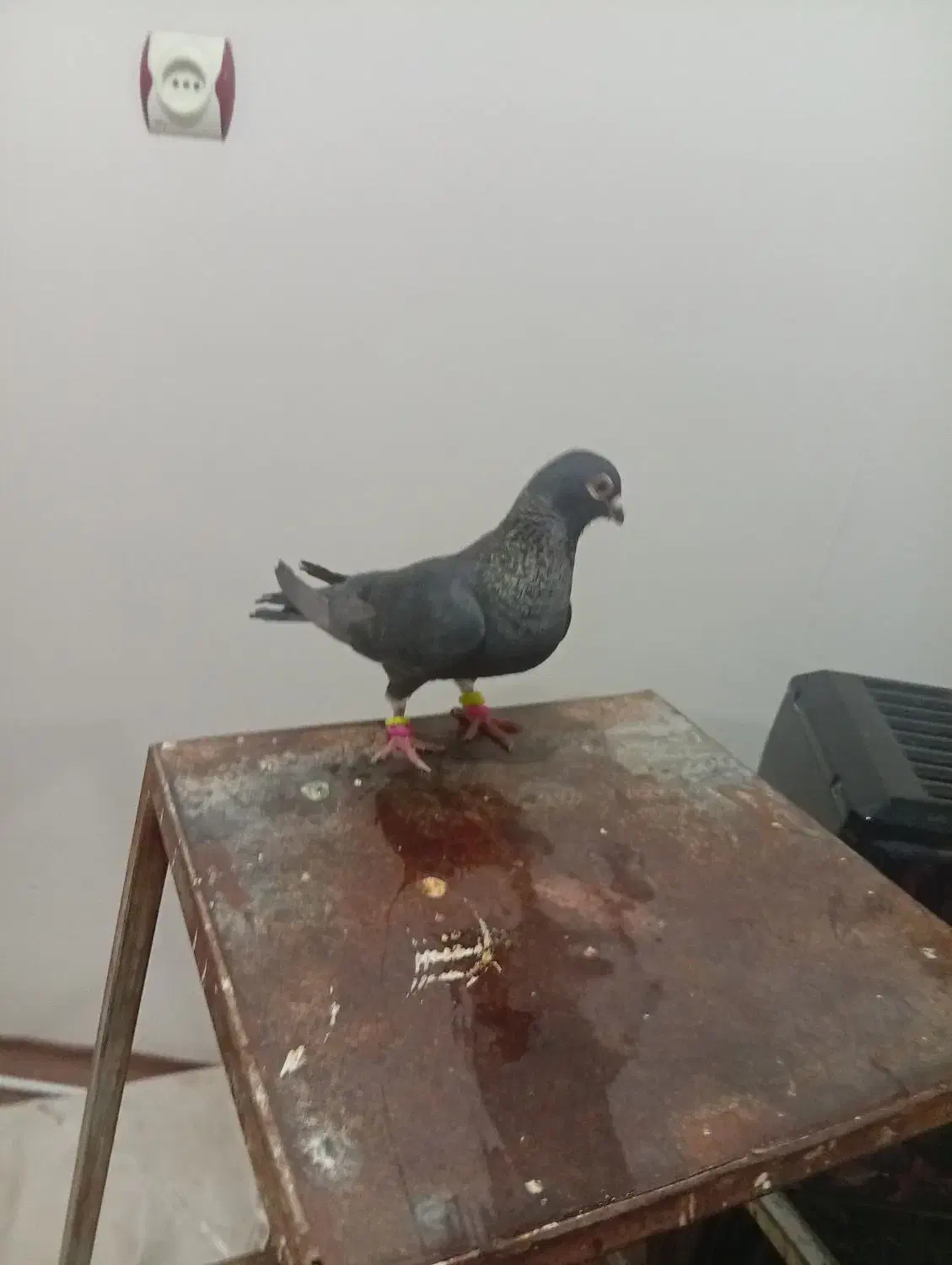 کبوتر|پرنده|نیشابور, شهرک اندیشه|دیوار