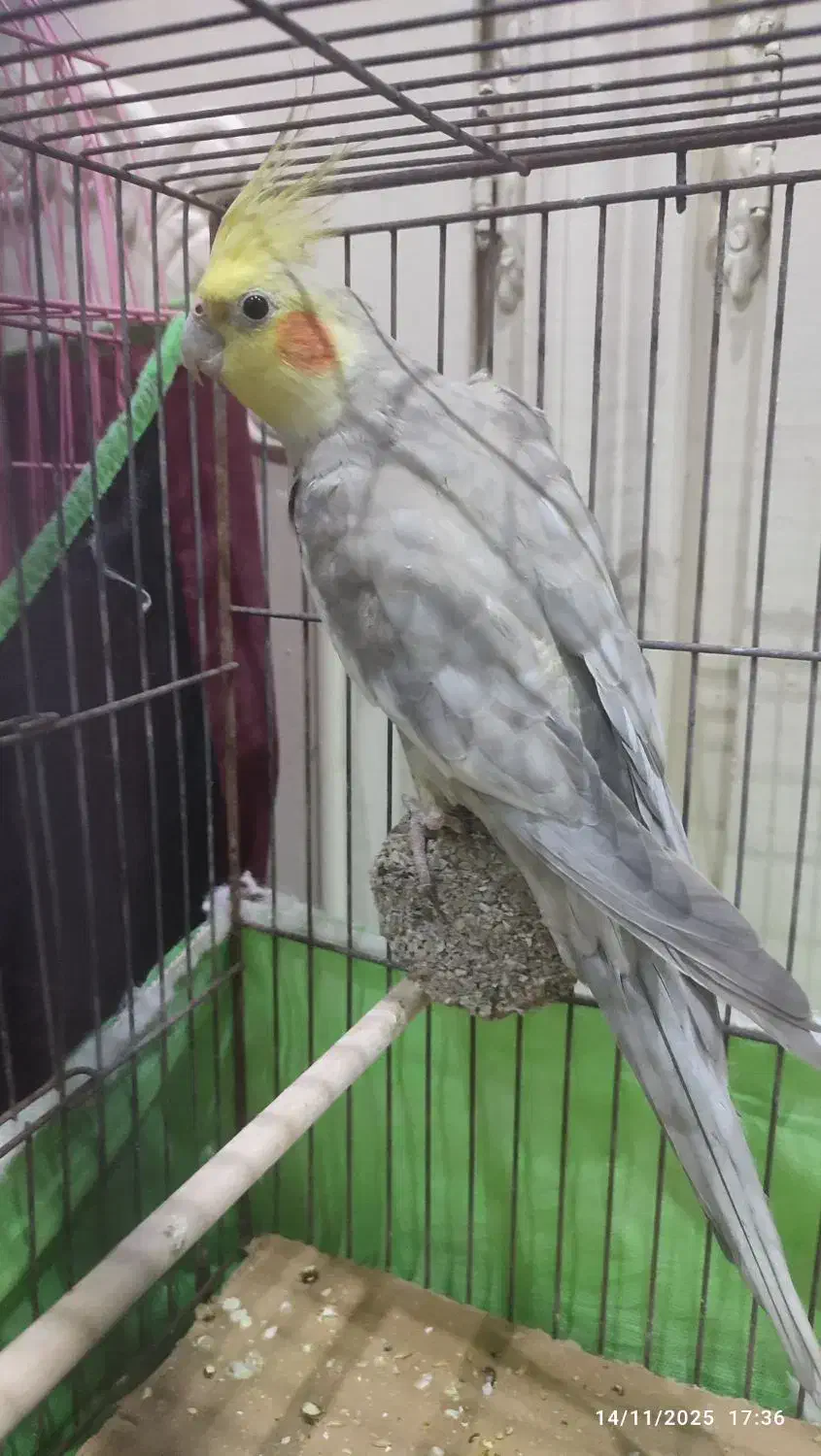 عروس هلندی نر آهویی|پرنده|مراغه, |دیوار