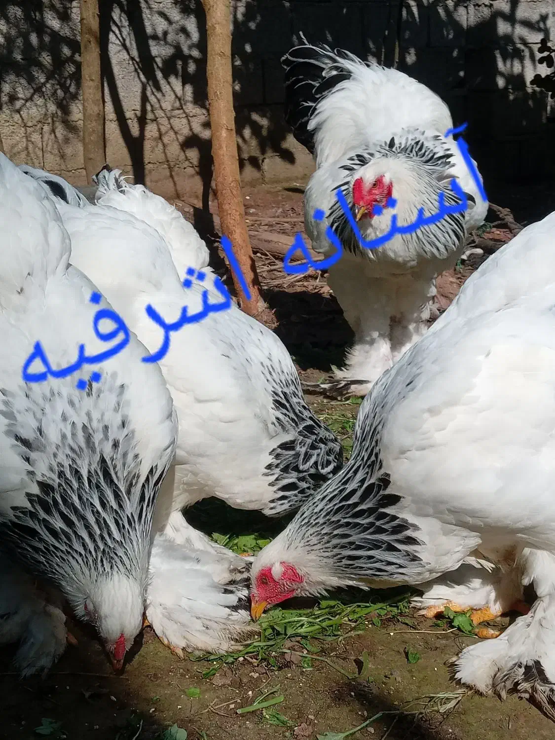 تخم برهما لایت اصیل|حیوانات مزرعه|رشت, اسماعیل آباد|دیوار