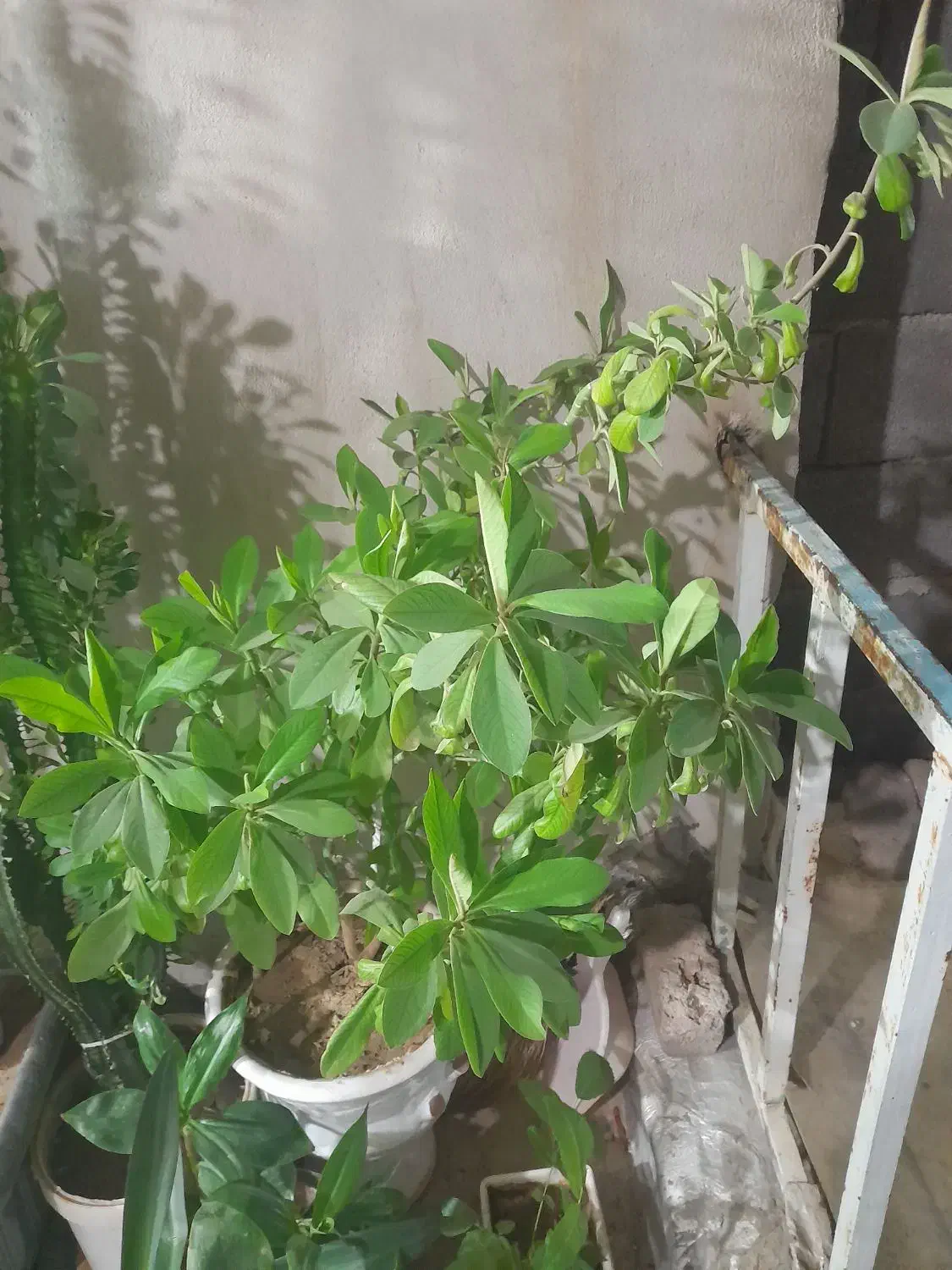 فروش گل های خانگی|گل و گیاه طبیعی|سنندج, |دیوار