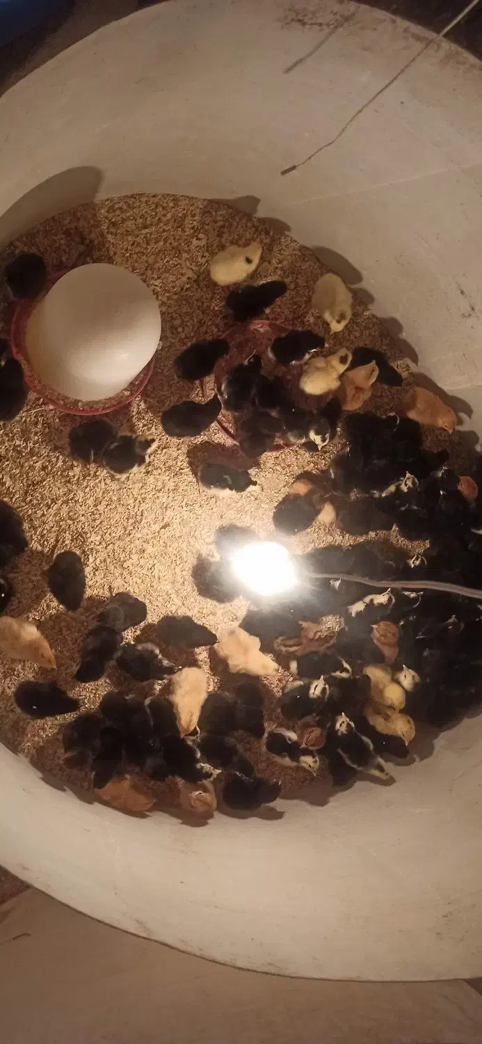 جوجه مرغ و خروس سیاه|حیوانات مزرعه|مشهد, میان ولایت|دیوار