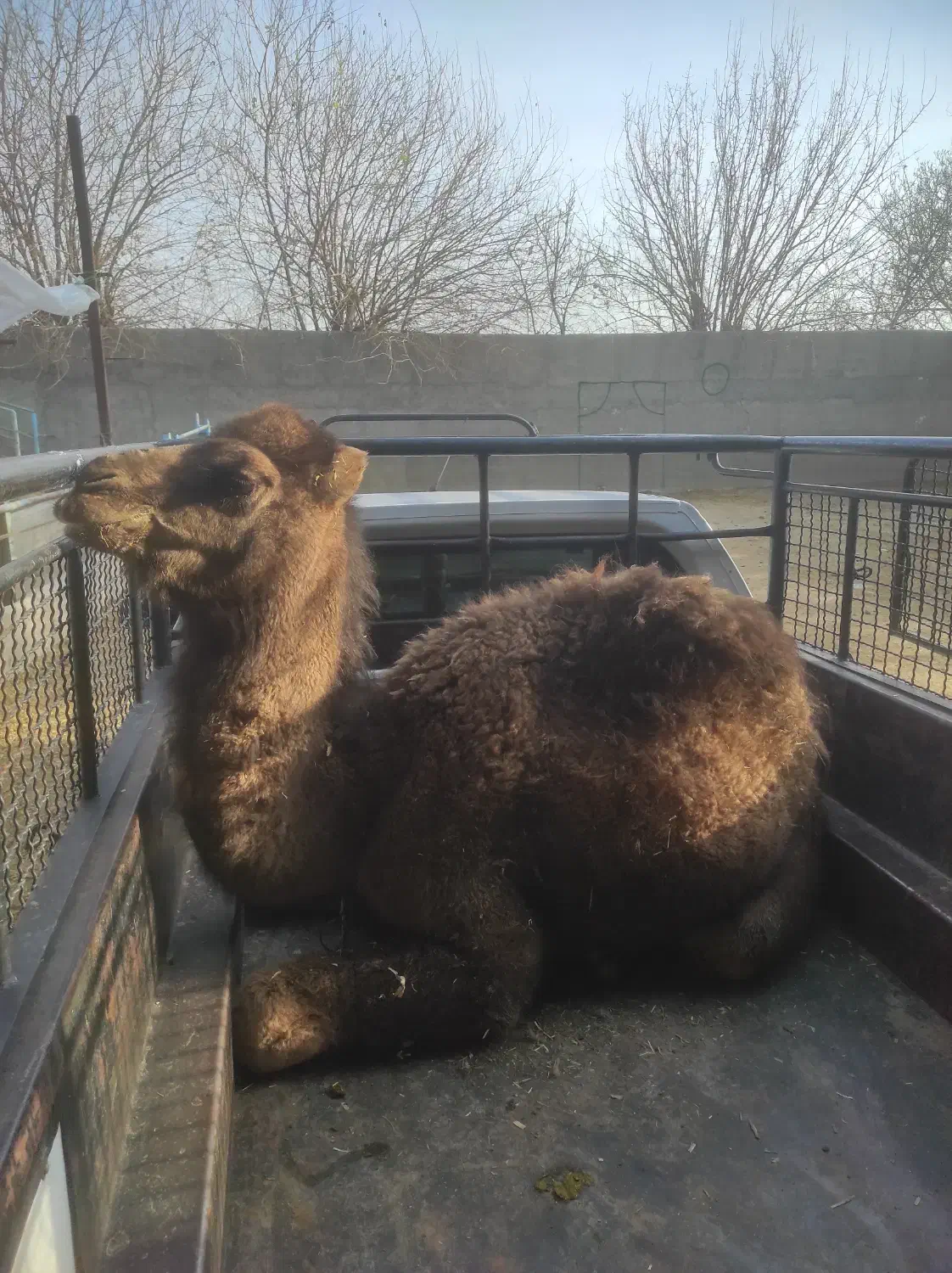 شتر زنده|حیوانات مزرعه|ری, علایین|دیوار