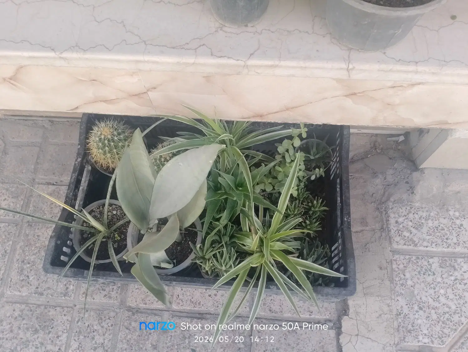 حراج گل|گل و گیاه طبیعی|گلستان (تهران), |دیوار