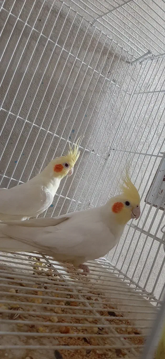 یک جفت عروس ۲۰۰۰۰۰|پرنده|سراوان, |دیوار