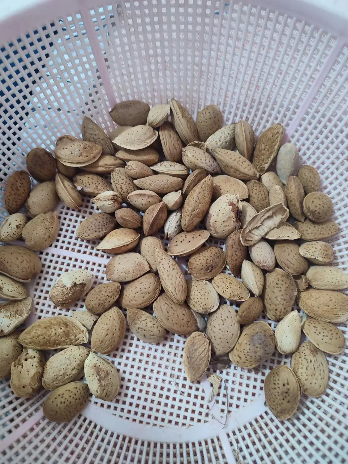 بادام درختی دیم|خوردنی و آشامیدنی|جوانرود, |دیوار