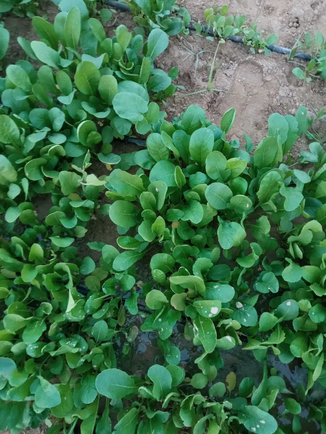 ترب|خوردنی و آشامیدنی|کاکی, |دیوار