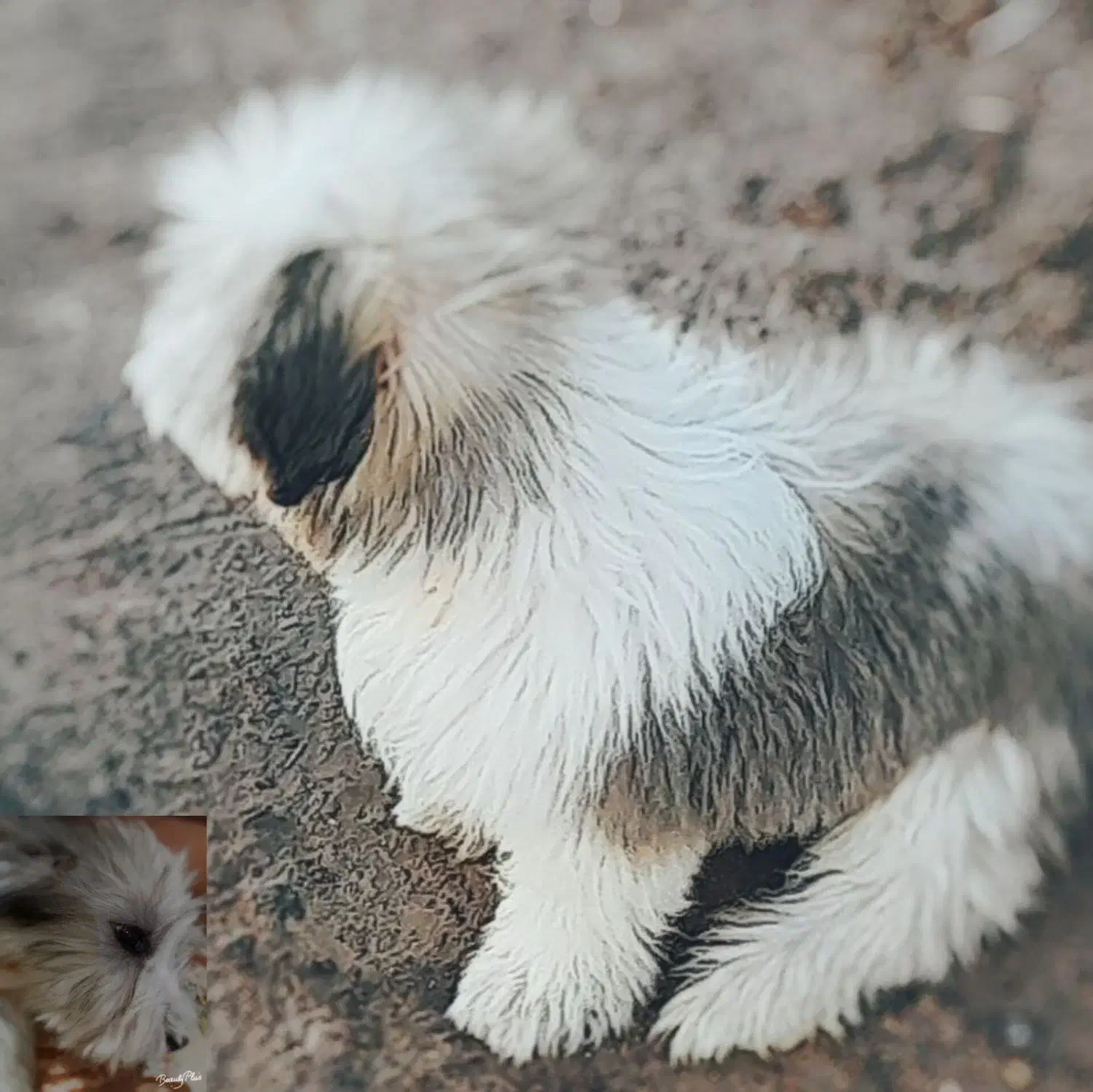 همه|سگ|راور, |دیوار