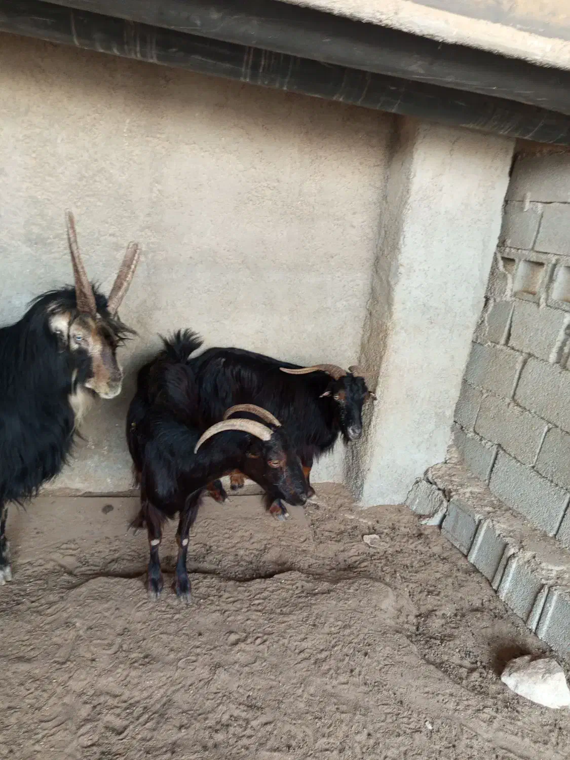 دوتا بز ،با یک پازن|حیوانات مزرعه|برازجان, |دیوار