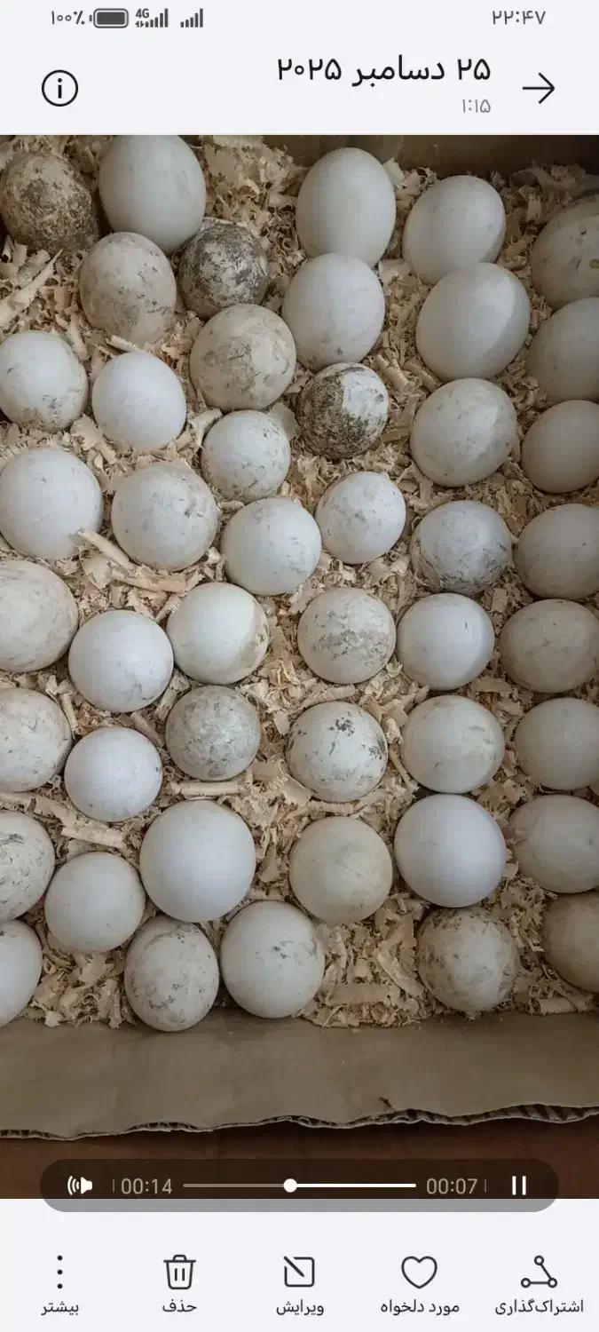 تخم نطفه دار غاز|حیوانات مزرعه|ساری, |دیوار