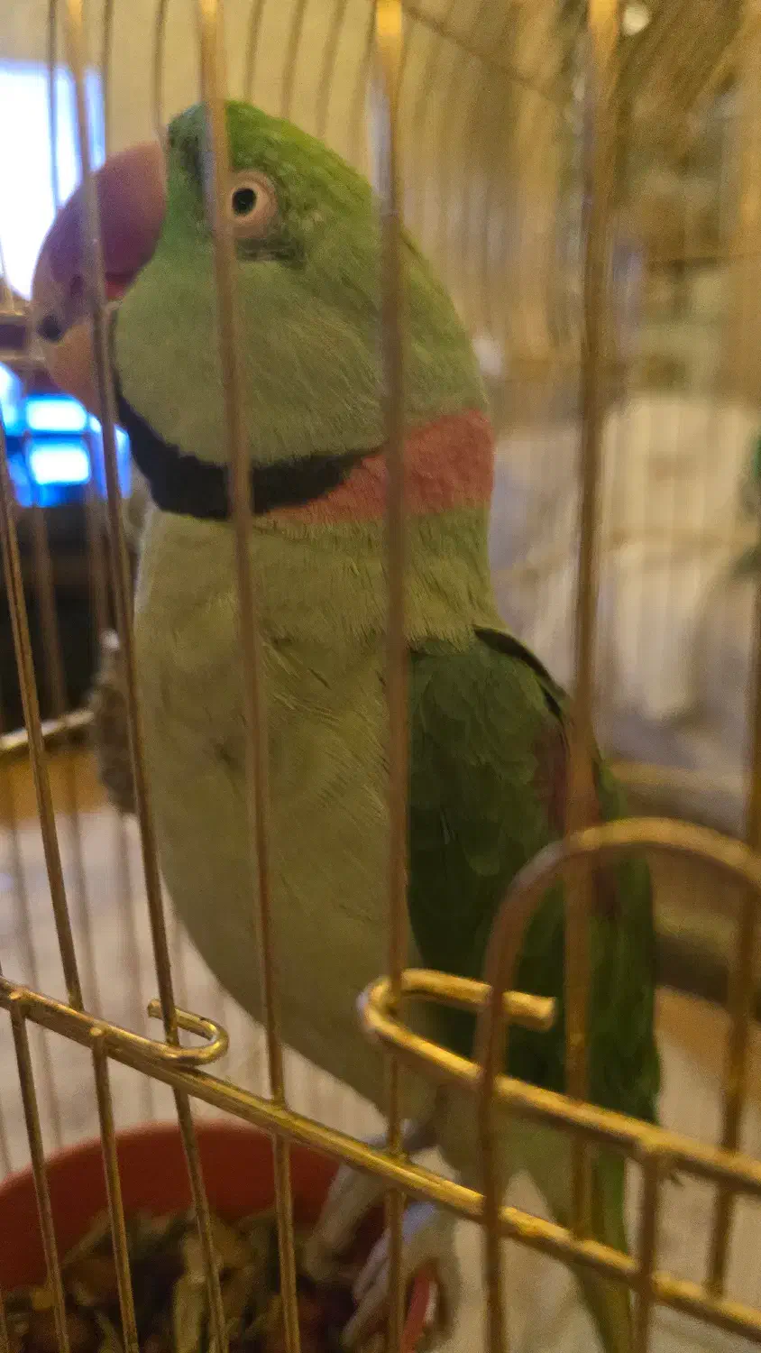 شاه طوطی نر سخنگو|پرنده|تبریز, |دیوار