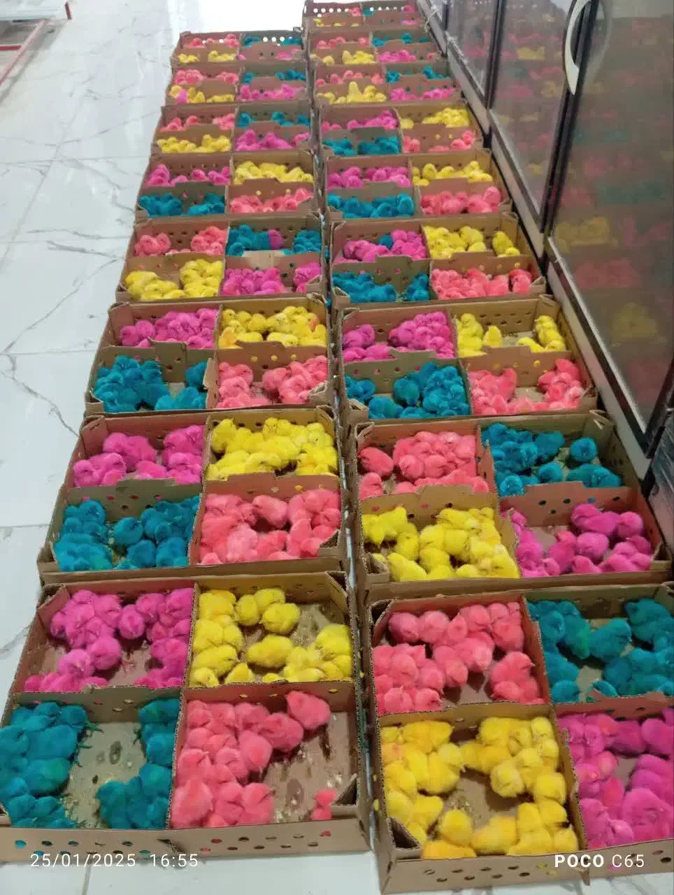 جوجه یک روزه محلی ورنگی|حیوانات مزرعه|قم, علی آباد سعدگان|دیوار