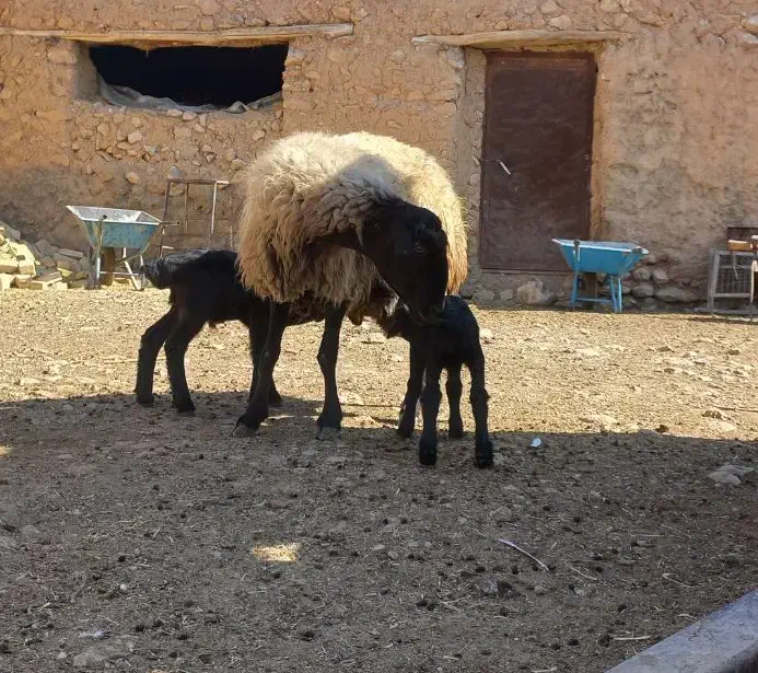 میش سه قلوزا|حیوانات مزرعه|شراء, |دیوار