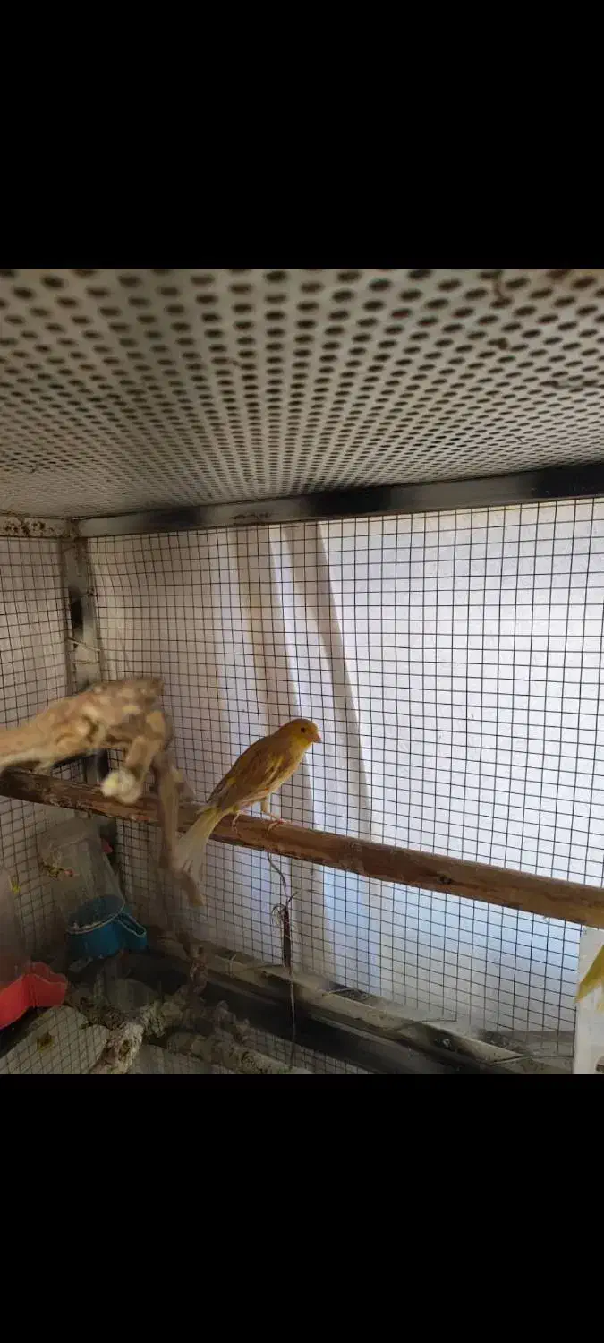 قناری ماده|پرنده|صدرا-فارس, فاز ۱|دیوار