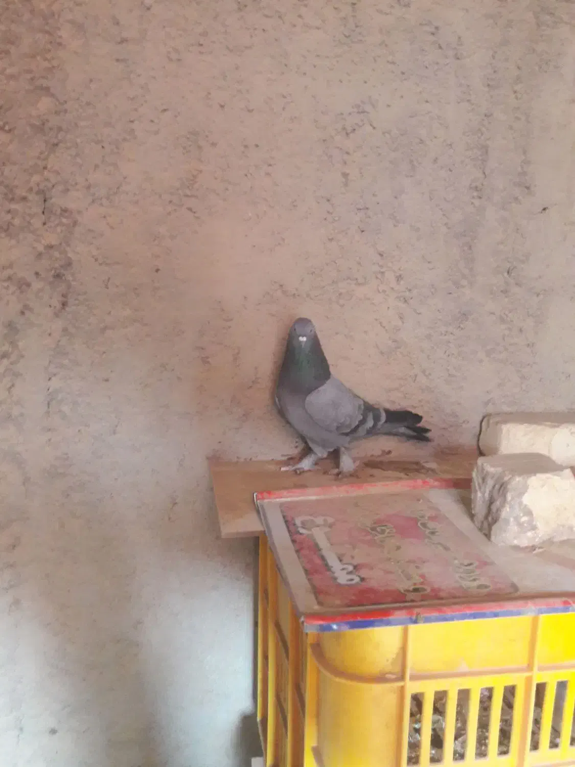 کفتر تهرانی واصفهانی|پرنده|برخوار, |دیوار