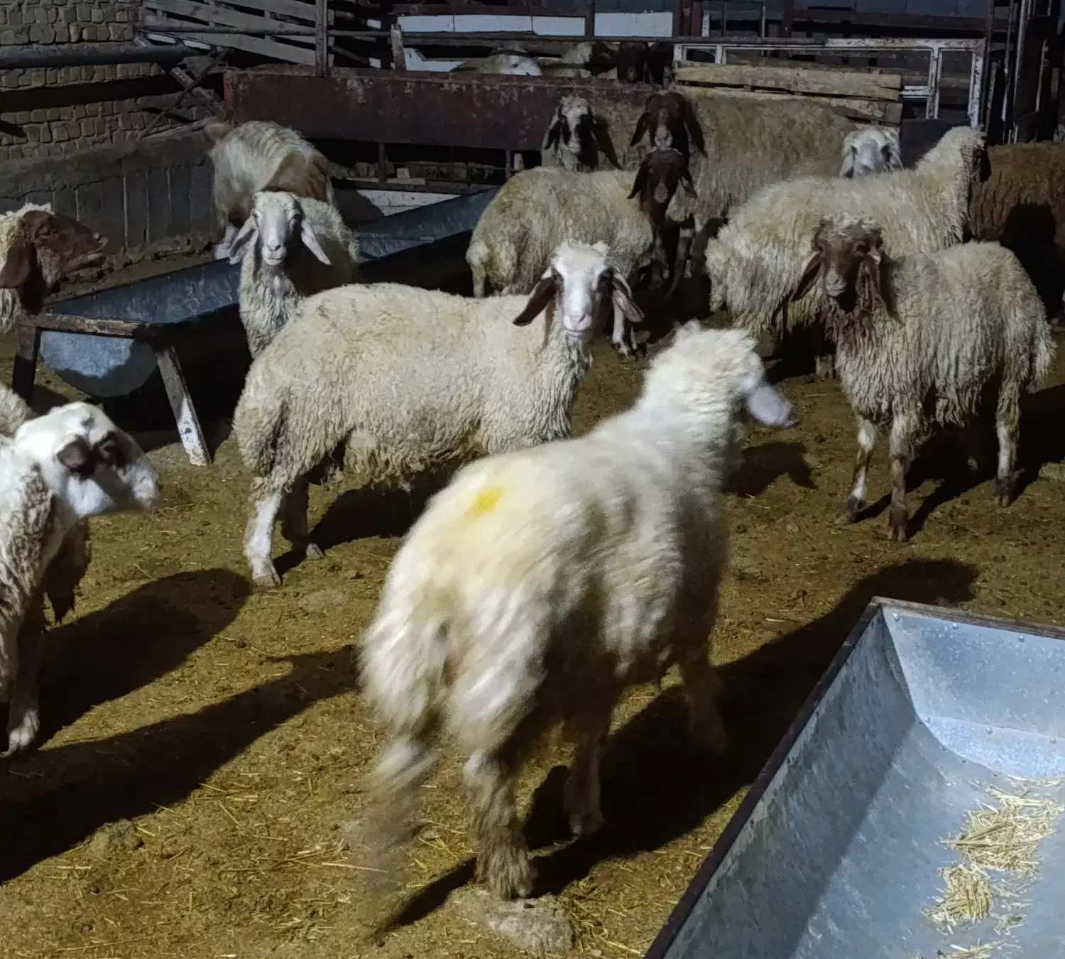 ۳۰ راس بره نر و ماده پروار درجه یک گوسفند|حیوانات مزرعه|سرپل ذهاب, |دیوار