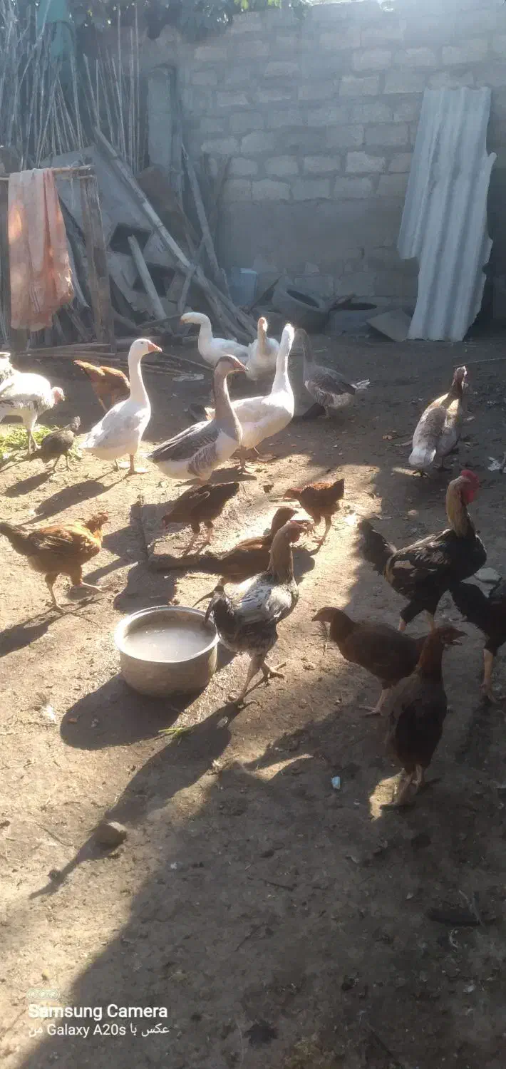 غاز.مرغ.بوقلمون|حیوانات مزرعه|گنبد کاووس, |دیوار