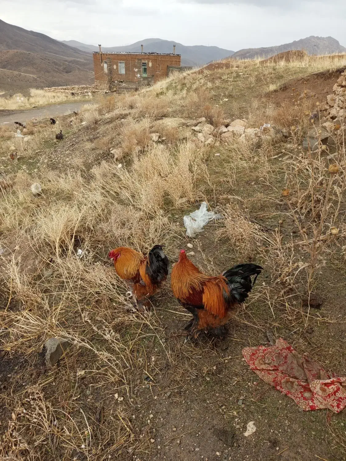 خروس پا پر|حیوانات مزرعه|نوشین شهر, |دیوار