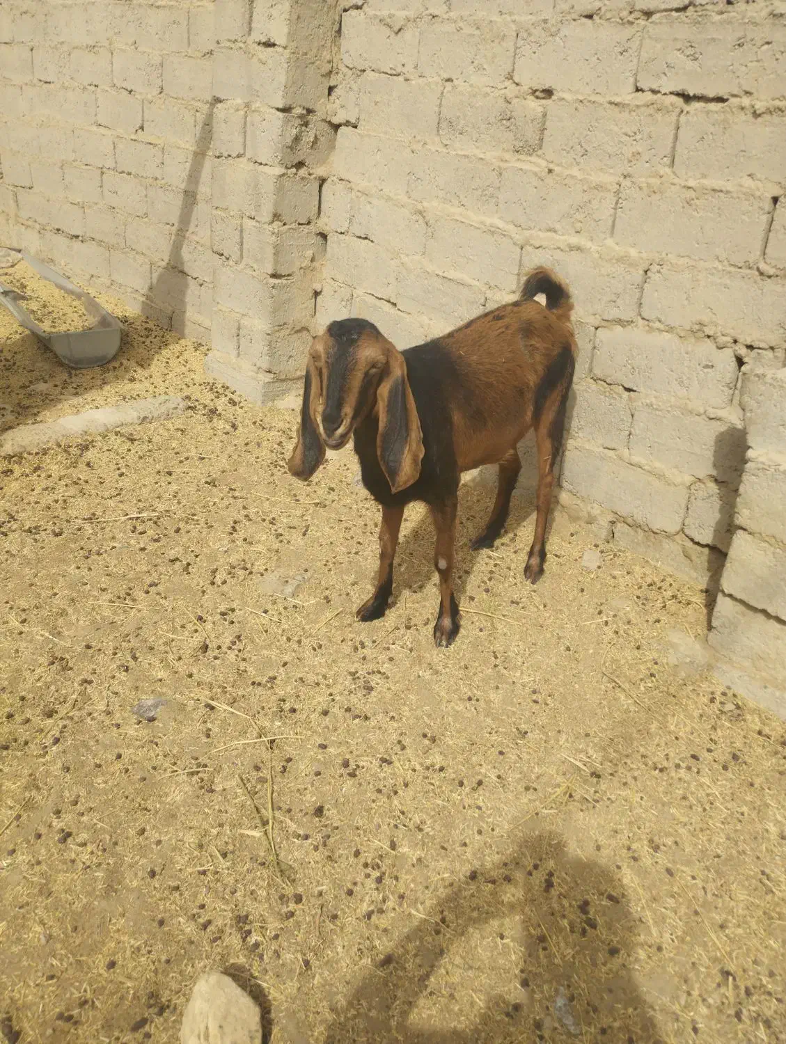 بز مری|حیوانات مزرعه|زهک, |دیوار