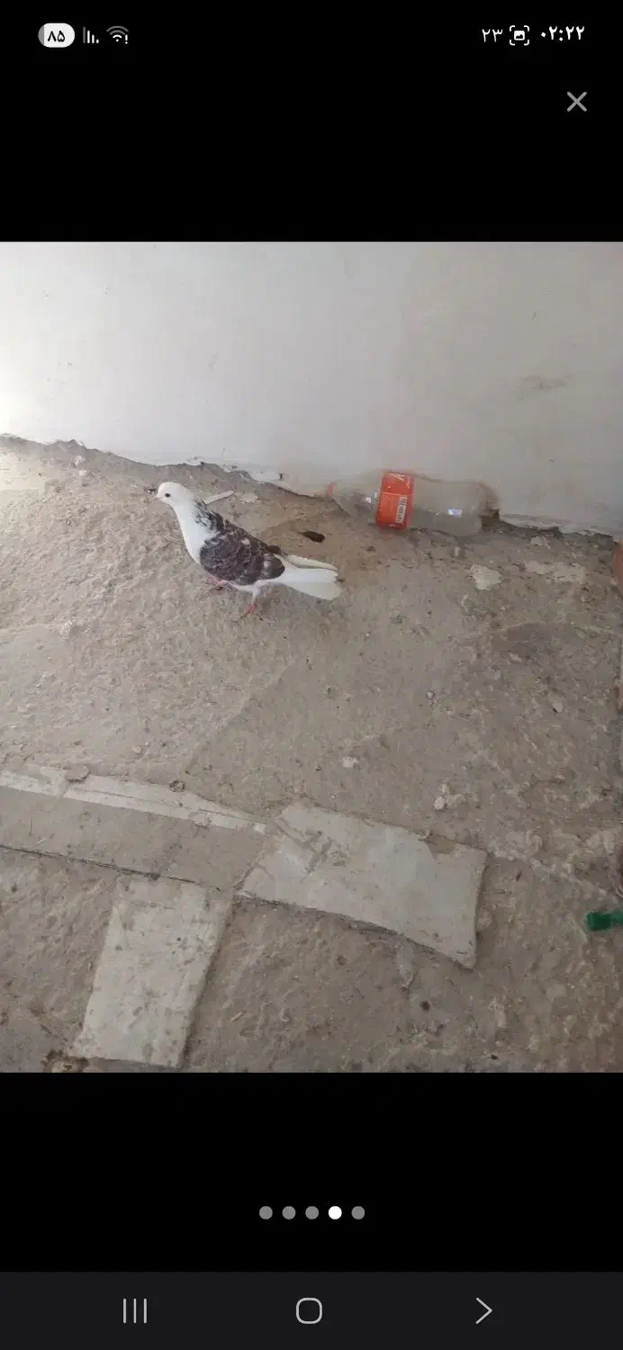 گم شده|پرنده|سراب, |دیوار