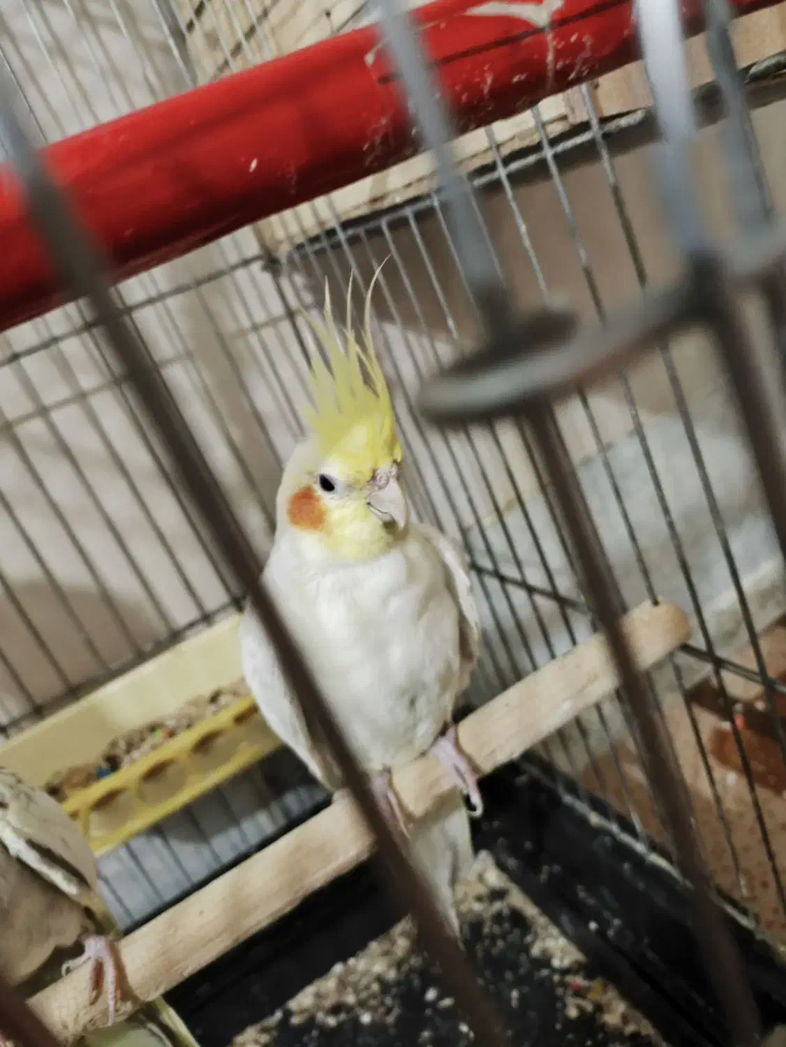 عروس هلندی مولد|پرنده|شهریار, اسد‌آباد|دیوار