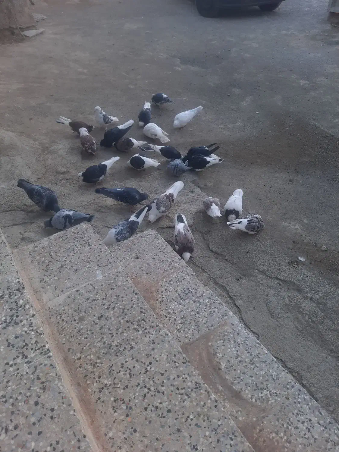 پرنده|پرنده|چگنی, |دیوار