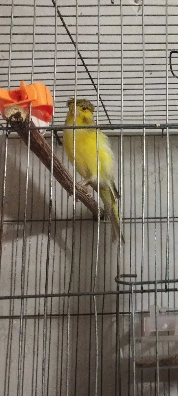 قناری نر|پرنده|رامیان, |دیوار