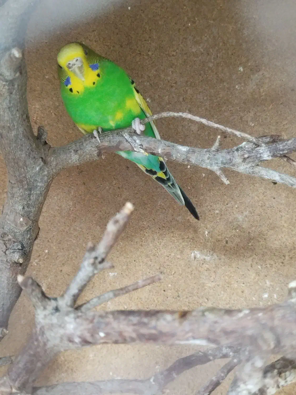 مرغ عشق انگلیسی|پرنده|یزد, |دیوار