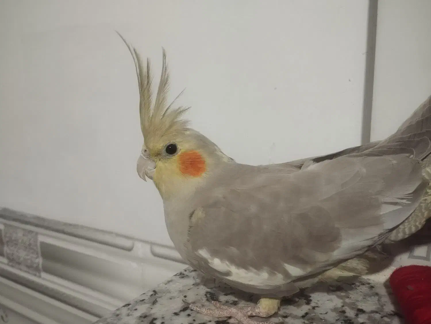 عروس هلندی ماده|پرنده|شریفآباد, |دیوار