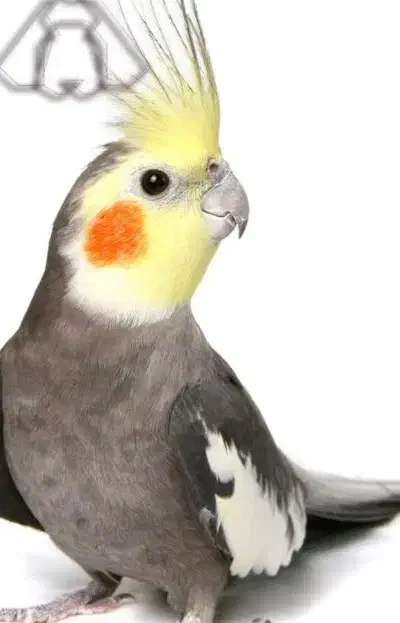 عروس هلندی|حیوانات|بندرعباس, |دیوار