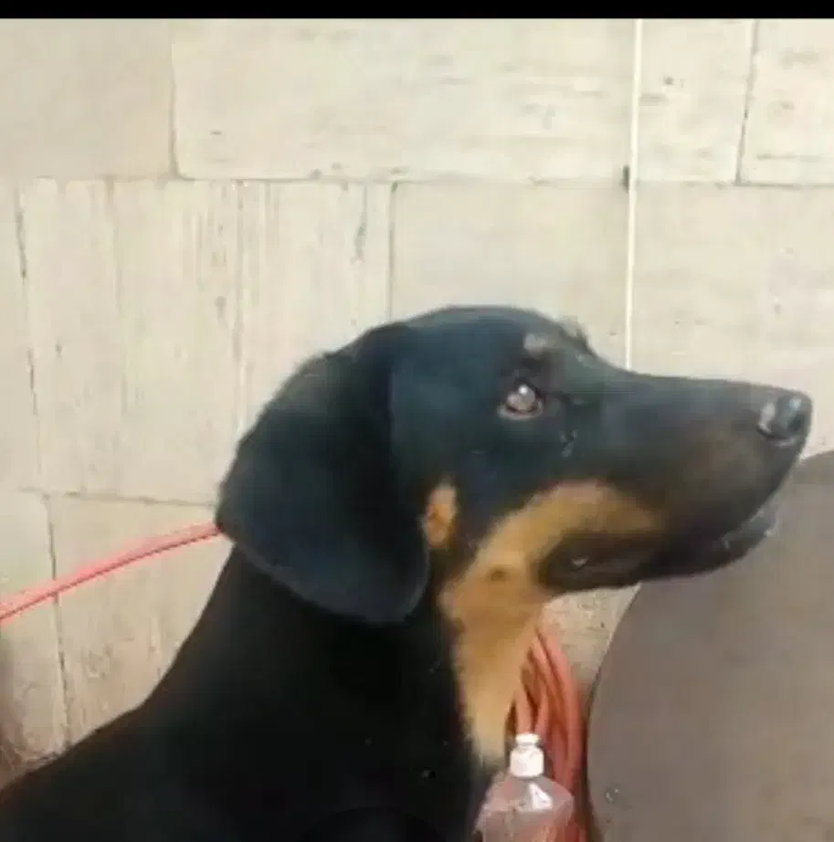 گمشده شما نیست|حیوانات|اراک, |دیوار