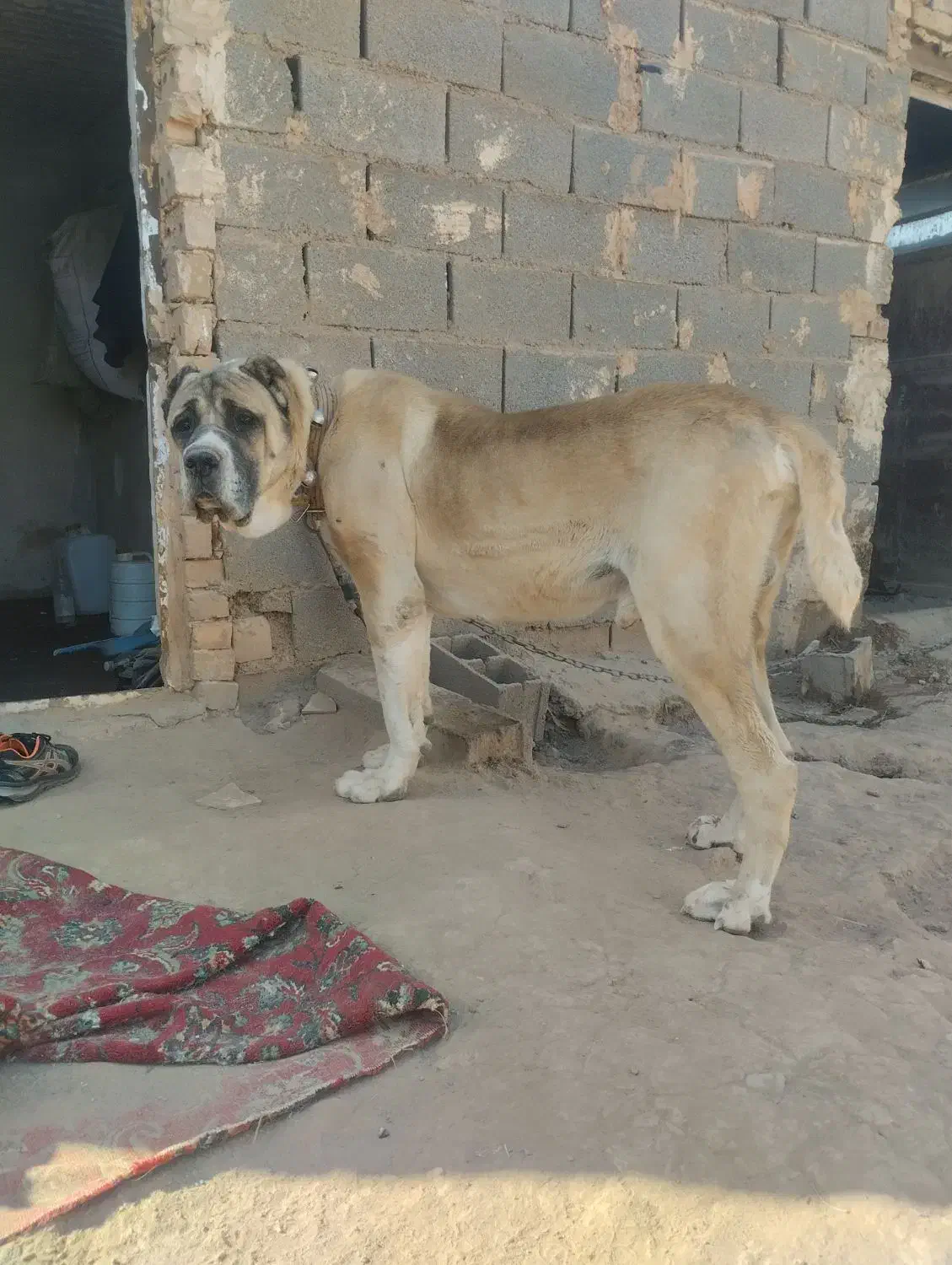 درشت مولد خوب براتوله کشی پاپی هم بازیگوش|سگ|تربت جام, معدآباد|دیوار