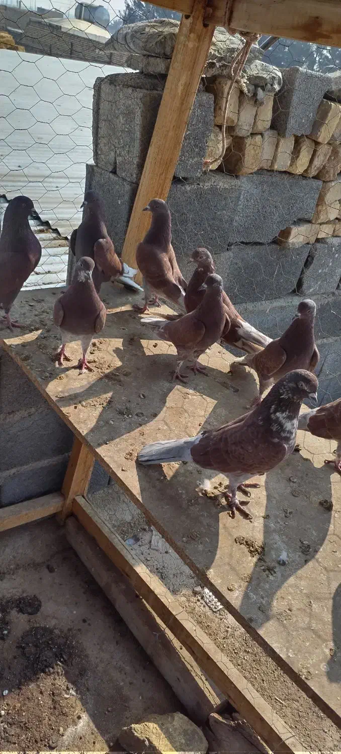 کبوتر سرخ ساعت سنگین|پرنده|برخوار, |دیوار