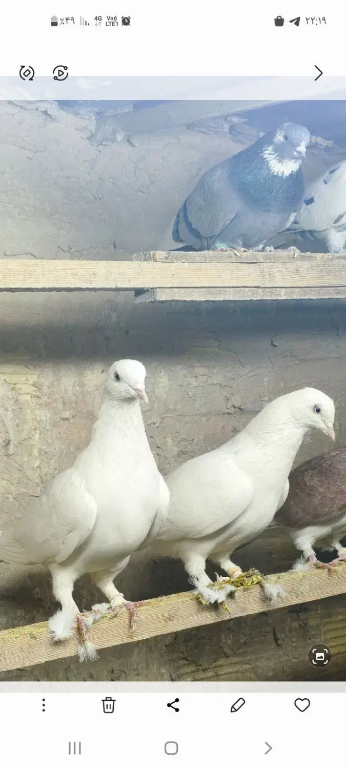 کبوترپرشی|پرنده|ری, شهرری|دیوار