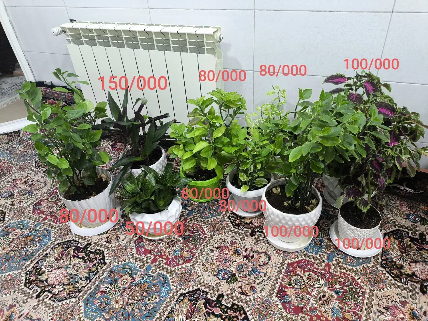 گل طبیعی|گل و گیاه طبیعی|بانه, |دیوار