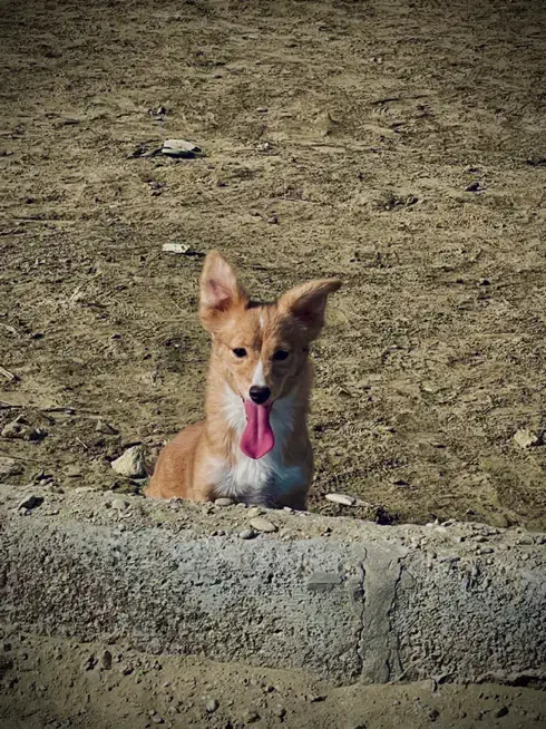 واگذاری|سگ|چابهار, |دیوار