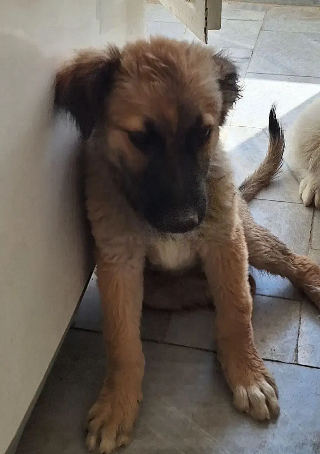 سگ ژرمن شپرد میکس|سگ|یزد, |دیوار