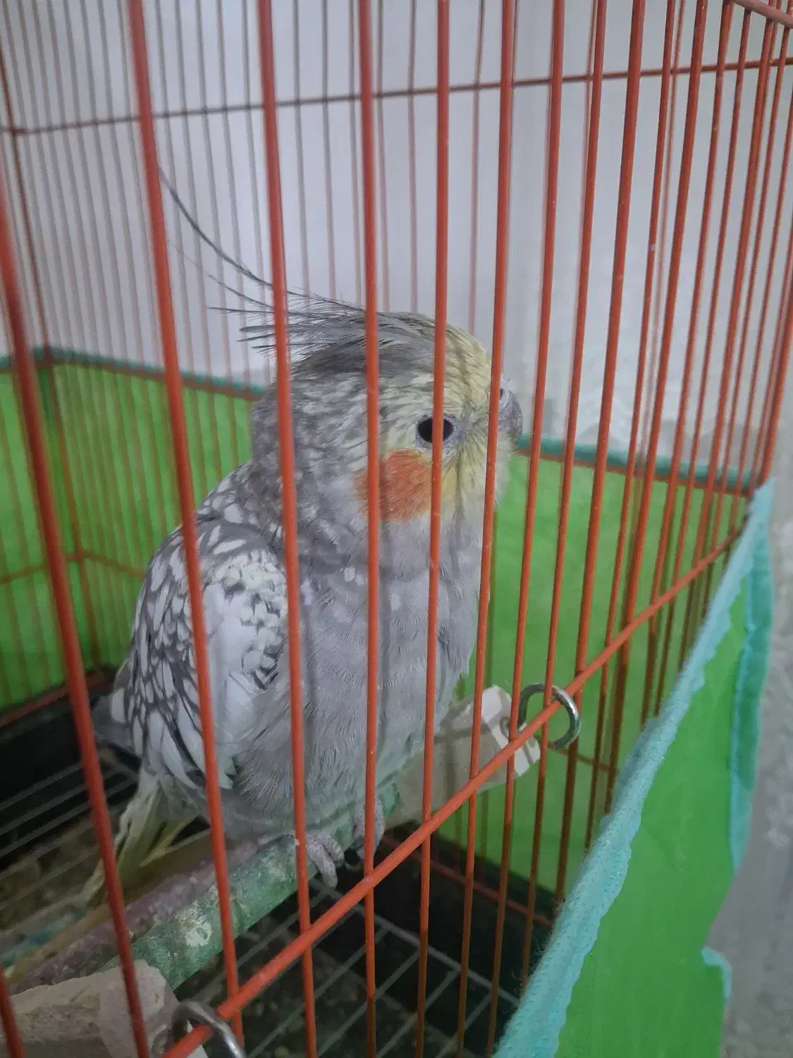 عروس هلندی|پرنده|داراب, |دیوار