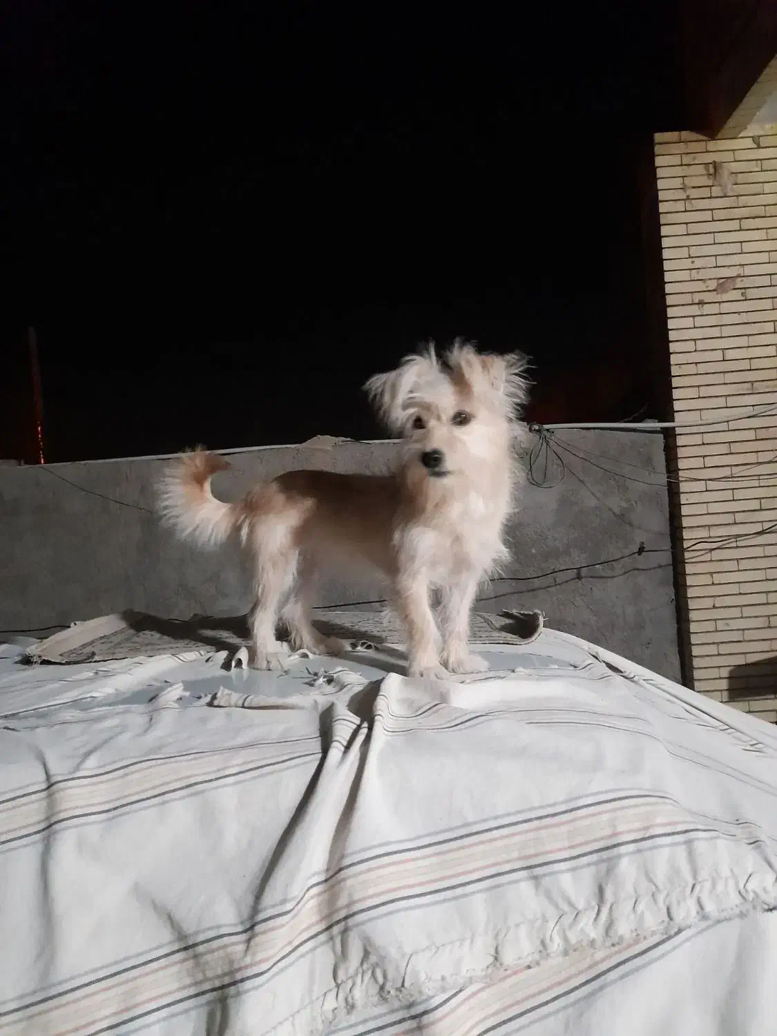 سگ اشپیز|سگ|کرمان, |دیوار