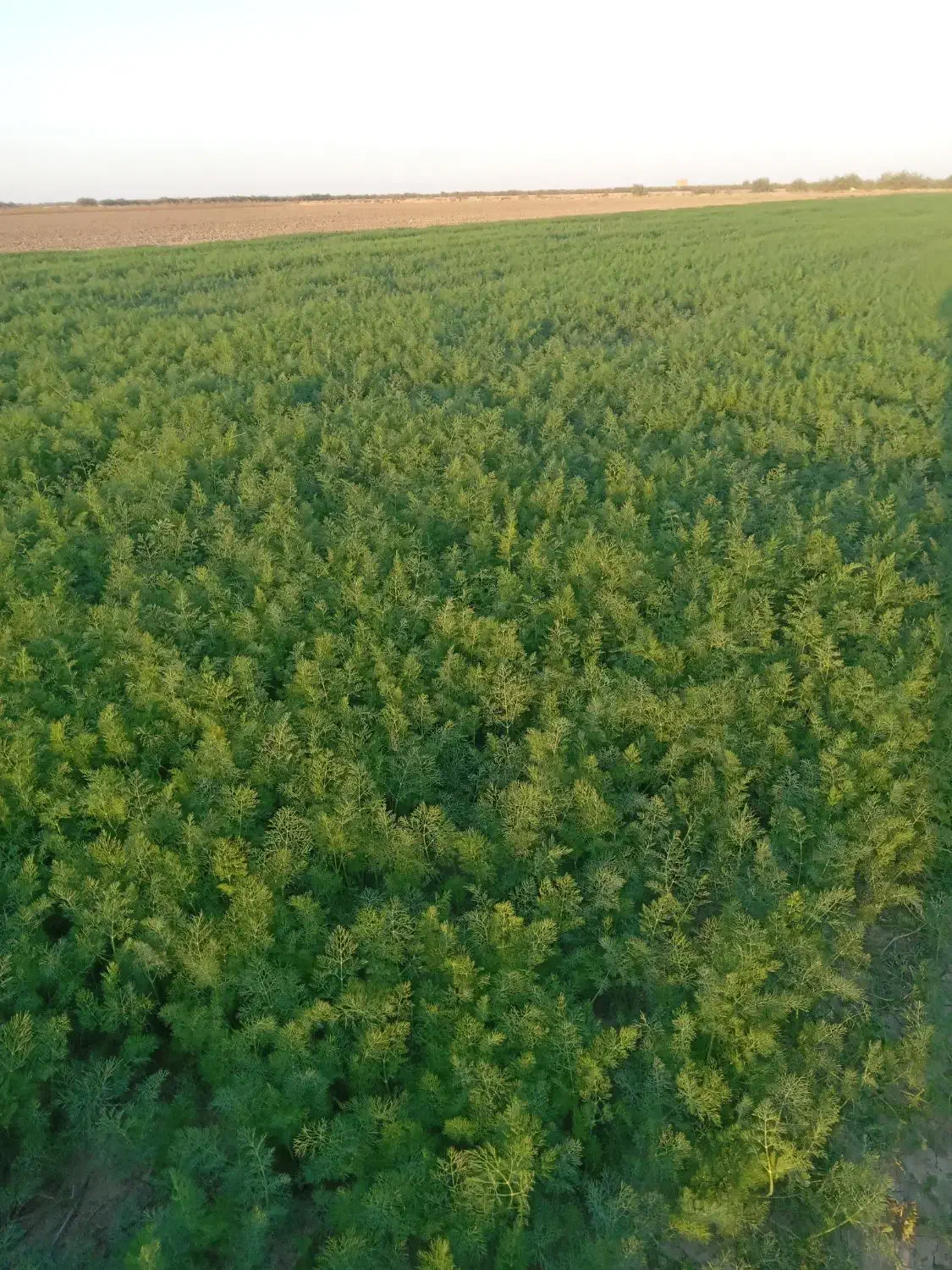 سبزی شوید و گشنیز|خوردنی و آشامیدنی|سیمین شهر, |دیوار