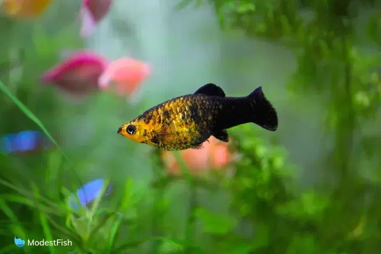 مولی و غذای زنده (دافنی|ماهی|گلپایگان, |دیوار