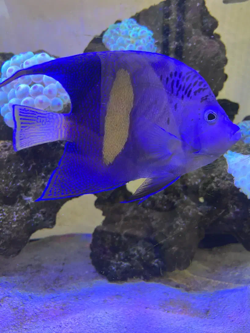 فرشته ماهی اب شور|ماهی|مشهد, کوثر|دیوار