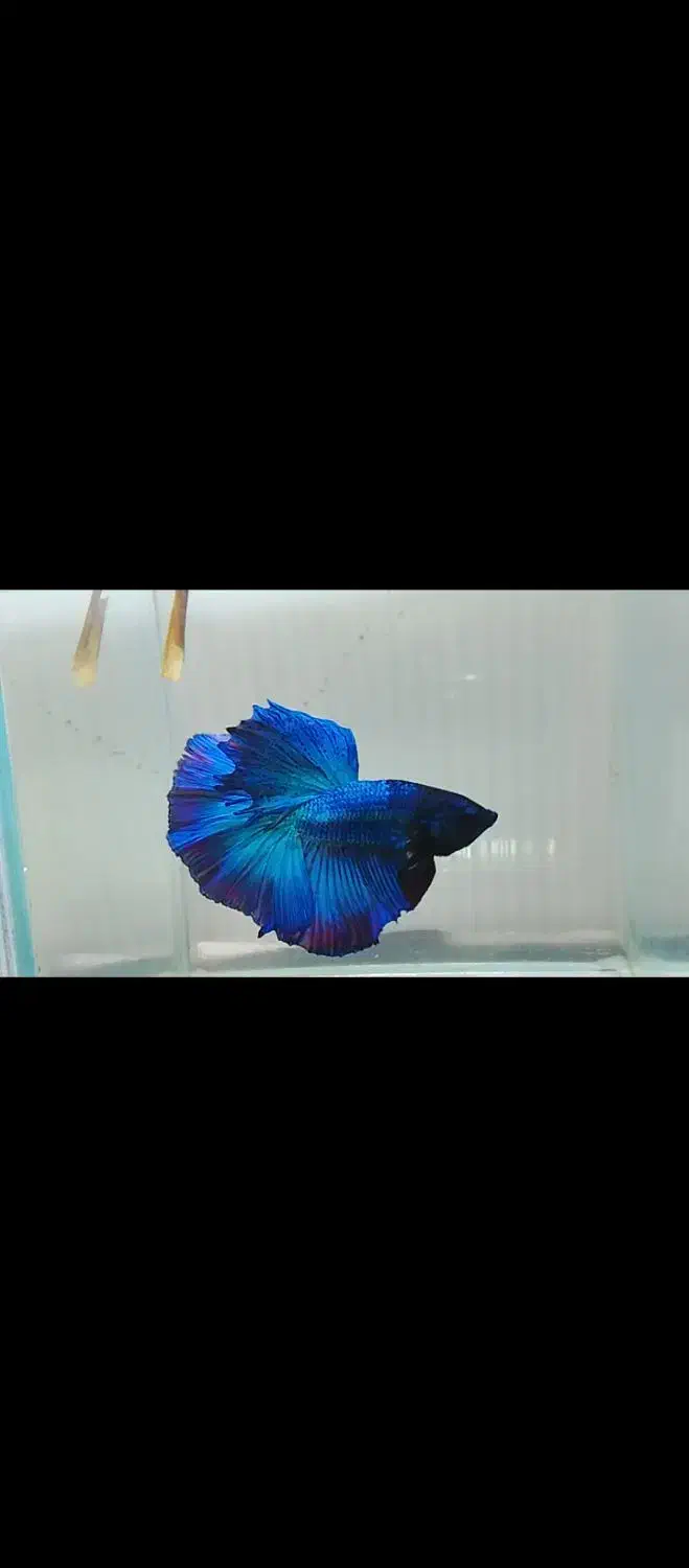 ماهی فایتر|ماهی|تهران, شمیران‌نو|دیوار