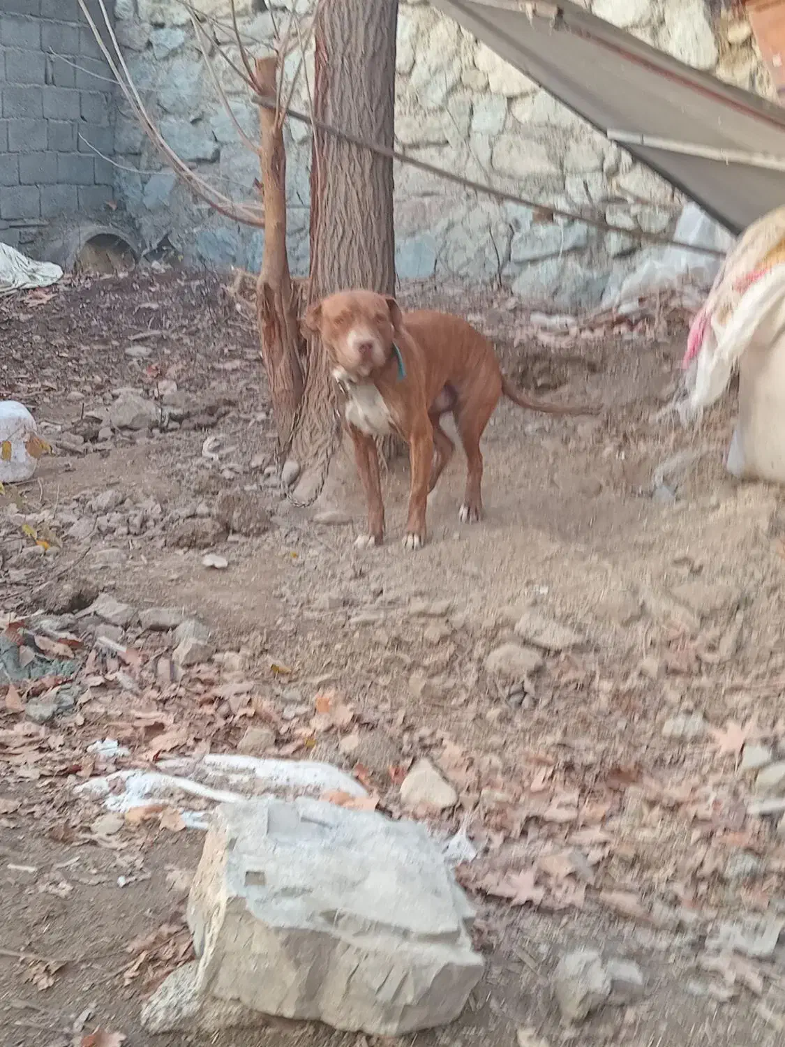 واگذاری توله پیت بول|سگ|کوهسار (البرز), |دیوار