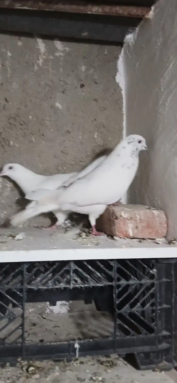 طوقی|پرنده|اردبیل, |دیوار