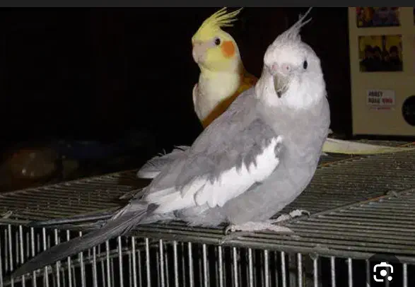 عروس هلندی نر و ماده معاوضه جفت کبوتر یا ساعت|پرنده|بندر ماهشهر, |دیوار