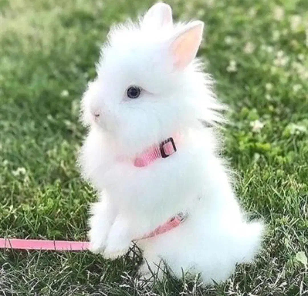 راشل پت بزرگترین و تخصصی ترین مرکز جوندگان ایران|موش و خرگوش|اصفهان, بهاران|دیوار