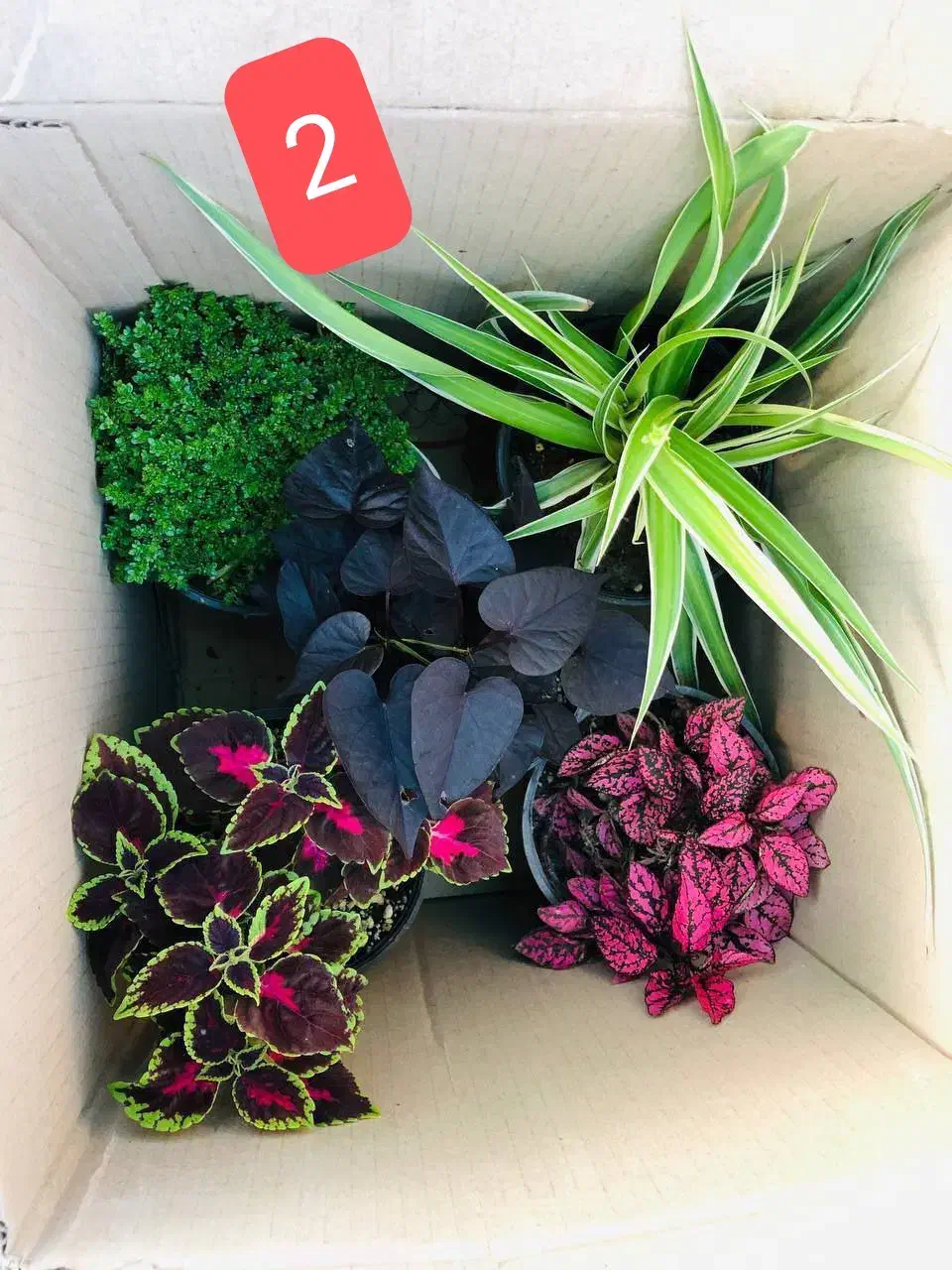 فروش پک گل اقتصادی ارسال رایگان|گل و گیاه طبیعی|قدس, شهرقدس|دیوار